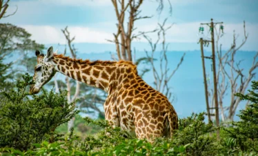Lake Naivasha 20 Kenya