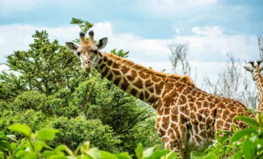 Lake Naivasha 21 Kenya