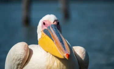 Lake Naivasha 22 Kenya