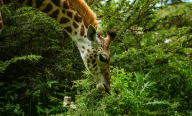 Lake Naivasha 23 Kenya