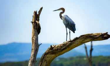Lake Naivasha 24 Kenya