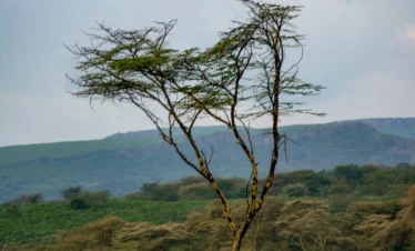 Lake Naivasha 25 Kenya