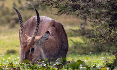Lake Naivasha 28 Kenya