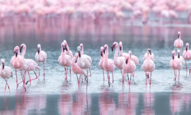 Lake Nakuru National Park 01 Kenya