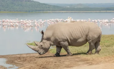 Lake Nakuru National Park 03 Kenya