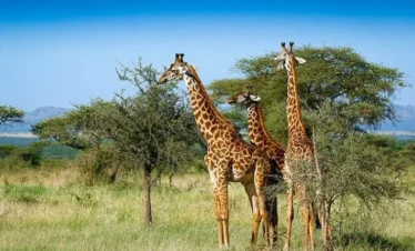 Lake Nakuru National Park 04 Kenya