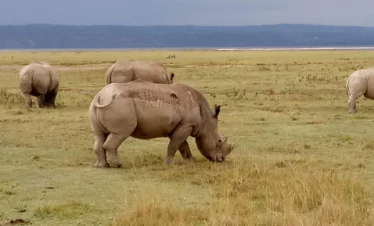 Lake Nakuru National Park 06 Kenya