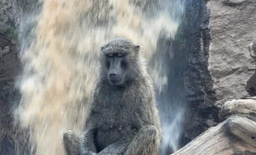 Lake Nakuru National Park 10 Kenya