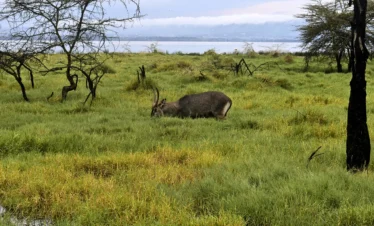 Lake Nakuru National Park 11 Kenya