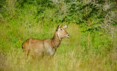 Lake Nakuru National Park 13 Kenya