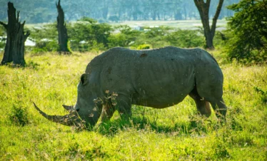 Lake Nakuru National Park 14 Kenya