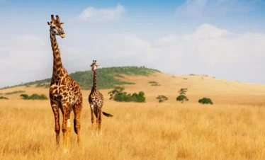 Maasai Mara National Reserve 01 Kenya