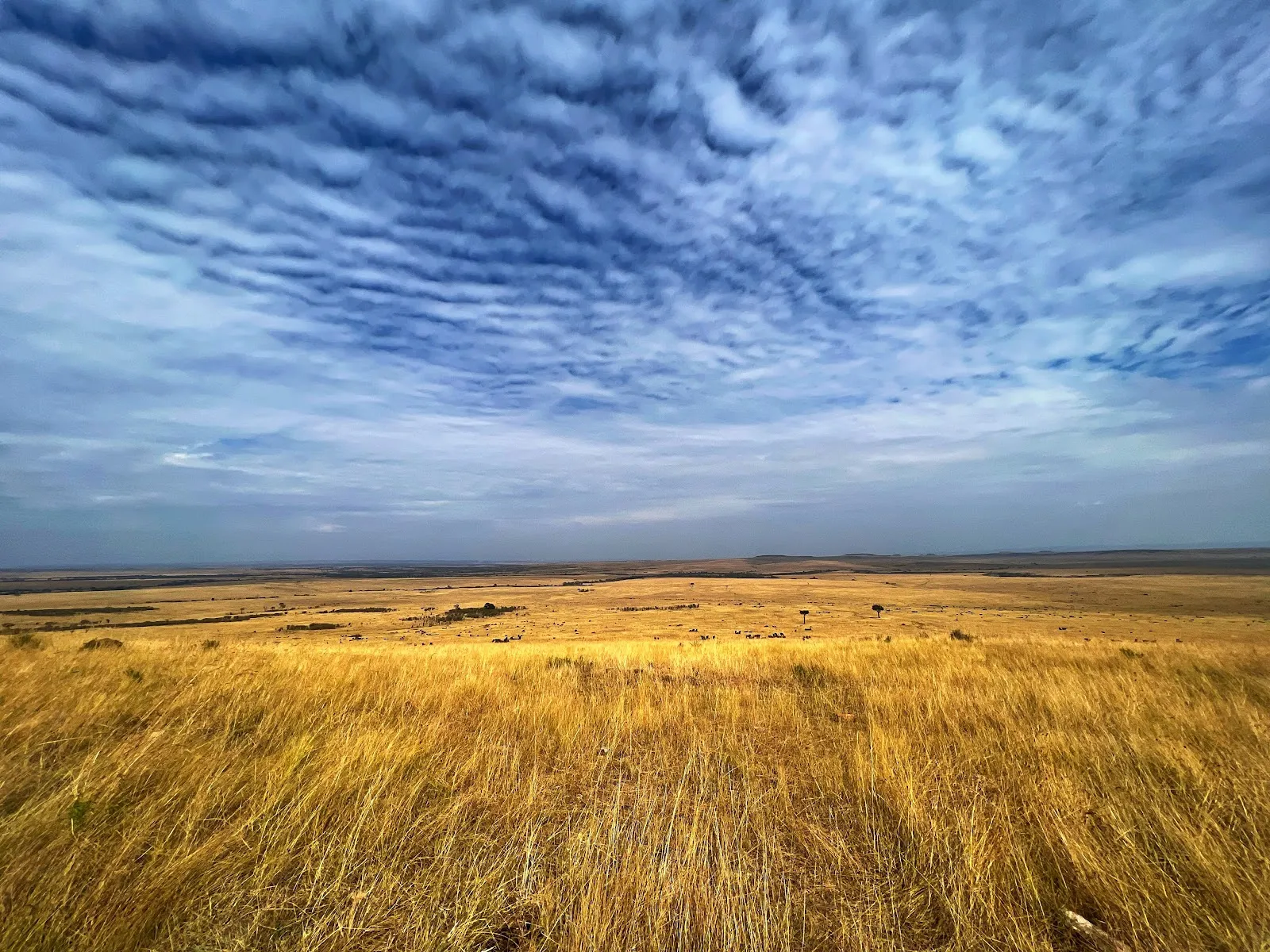 Safari photograph from the 4-day Mara family safari trip