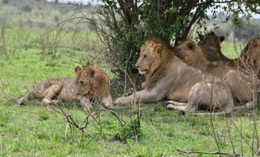 Maasai Mara National Reserve 04 Kenya