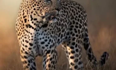 Maasai Mara National Reserve 06 Kenya