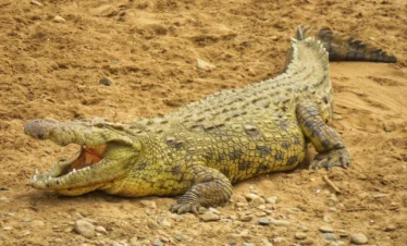 Maasai Mara National Reserve 07 Kenya