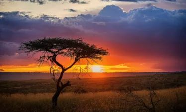 Maasai Mara National Reserve 09 Kenya