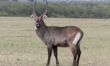 Maasai Mara National Reserve 12 Kenya