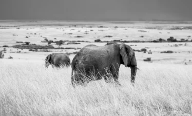 Maasai Mara National Reserve 13 Kenya