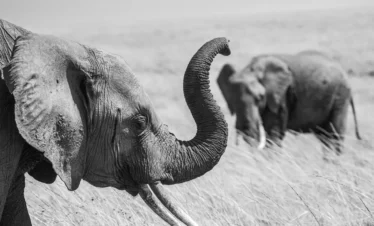 Maasai Mara National Reserve 14 Kenya