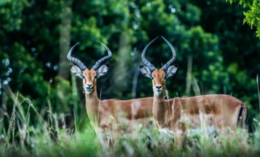Maasai Mara National Reserve 15 Kenya