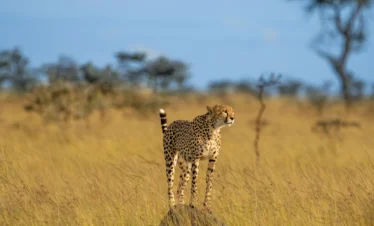 Maasai Mara National Reserve 16 Kenya
