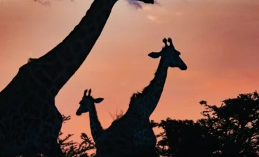 Maasai Mara National Reserve 17 Kenya