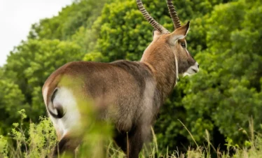 Maasai Mara National Reserve 18 Kenya
