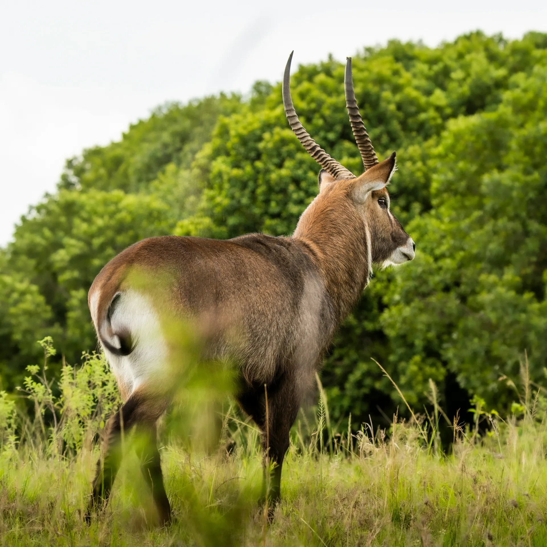 Safari photograph from the 3-day Mara fly-in safari trip