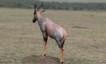 Maasai Mara National Reserve 19 Kenya