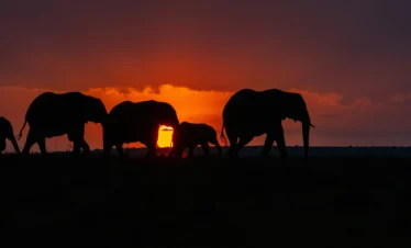 Maasai Mara National Reserve 20 Kenya