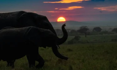 Maasai Mara National Reserve 22 Kenya