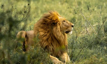 Maasai Mara National Reserve 26 Kenya