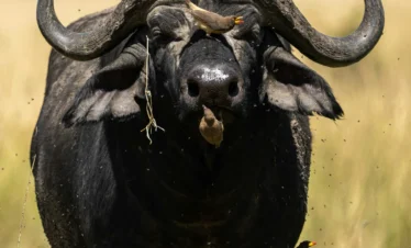 Maasai Mara National Reserve 27 Kenya