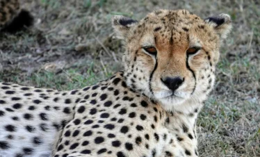 Maasai Mara National Reserve 28 Kenya