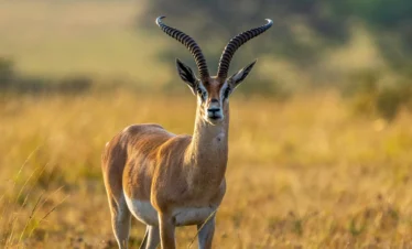 Maasai Mara National Reserve 30 Kenya