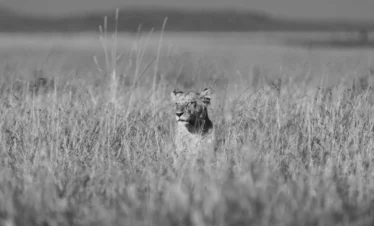 Maasai Mara National Reserve 32 Kenya