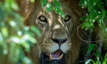 Maasai Mara National Reserve 33 Kenya
