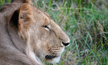 Maasai Mara National Reserve 34 Kenya