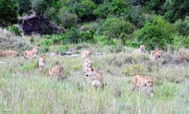 Maasai Mara National Reserve 35 Kenya