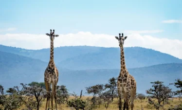 Maasai Mara National Reserve 37 Kenya