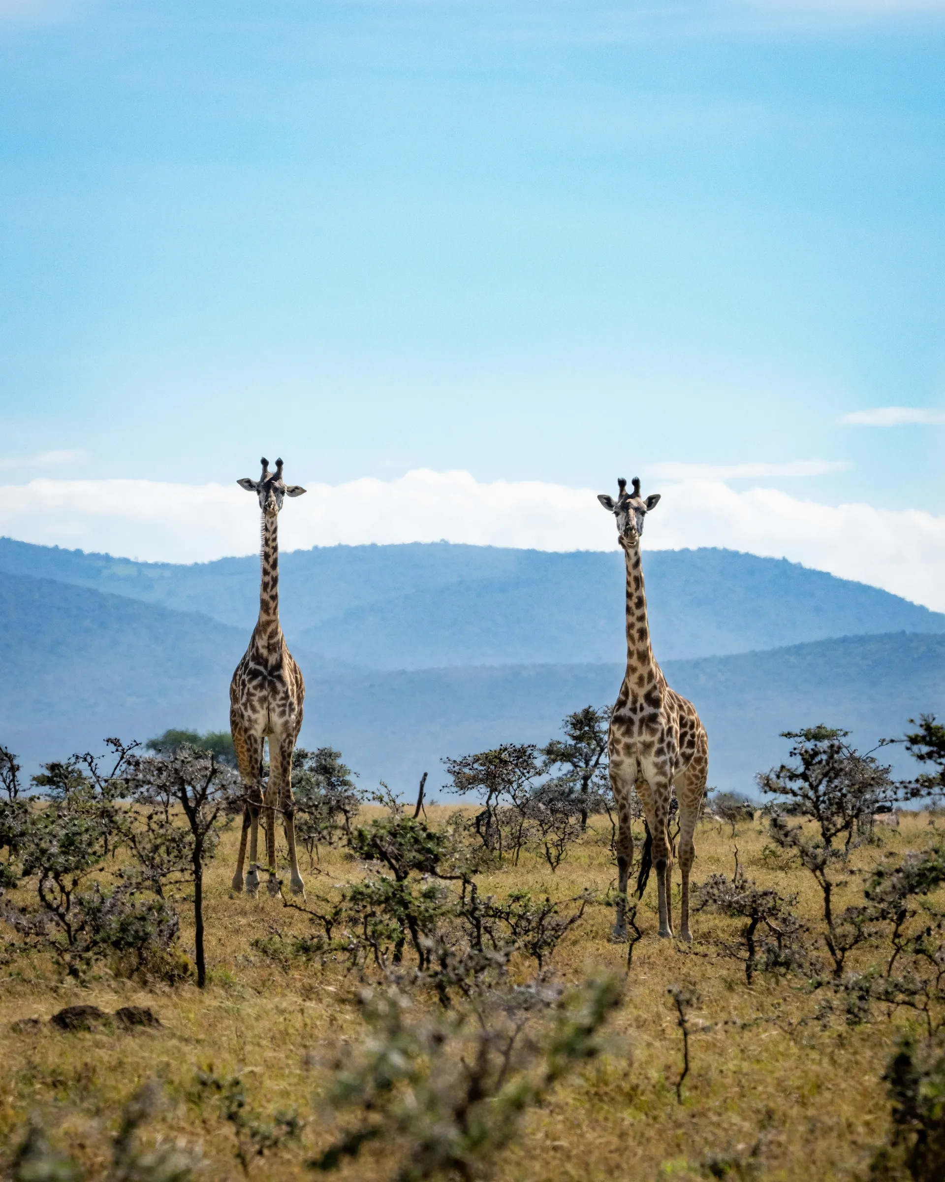 Safari photograph from the 2-day Mara fly-in safari trip