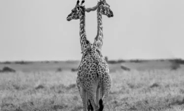 Maasai Mara National Reserve 38 Kenya