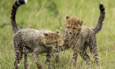 Maasai Mara National Reserve 39 Kenya