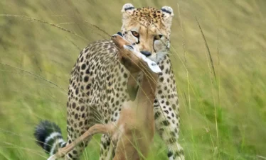 Maasai Mara National Reserve 40 Kenya