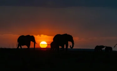Maasai Mara National Reserve 41 Kenya