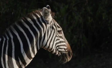 Maasai Mara National Reserve 43 Kenya