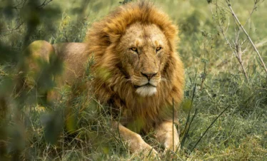 Maasai Mara National Reserve 45 Kenya