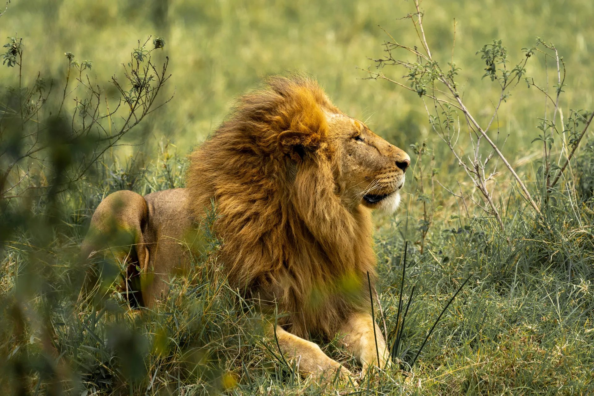 Safari photograph from the 6-day Mara migration safari trip