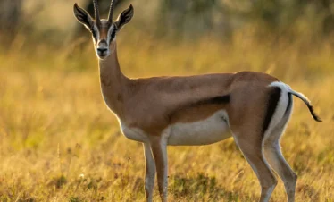 Maasai Mara National Reserve 49 Kenya